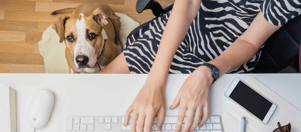 Pets and Office Work Blog